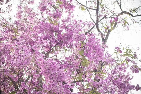 Jacaranda Tree Stock Photos, Images and Backgrounds for Free Download