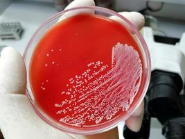 staphylococcus aureus, gram positivo, a gram variable, inmóvil, coco, beta hemólisis, bacteria saprotrófica que pertenece a la familia de los estafilococos crecimiento en agar sangre. foto