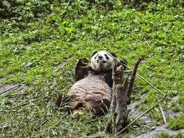 sweet panda in the forest of India photo
