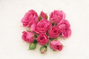 Buds of pink roses on a white background. Top view of pink roses and rose buds. Copy, empty space for text photo