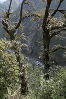 árboles gemelos en el bosque foto