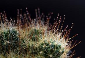 Thorn hook Mammillaria cactus in black background photo