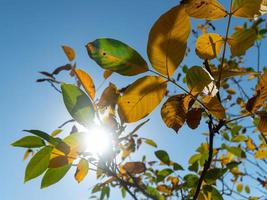 el sol detrás de las hojas de otoño, fondo de cielo azul foto