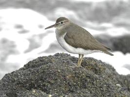 Spotted Sandpiper Bird photo