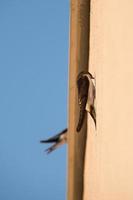 common house martin on the wall photo