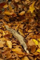 hojas de otoño y un trozo de madera vieja foto