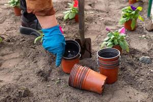 Works in the garden and flower bed - planting petunia flowers from temporary pots in the ground photo