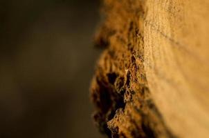 textura de madera natural en la naturaleza, fondo foto