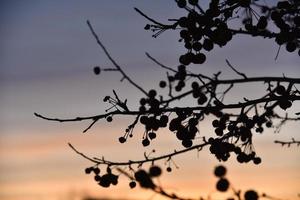 bayas de invierno en los árboles contra el fondo de la puesta de sol foto