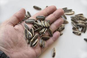 White and black striped sunflower seeds photo