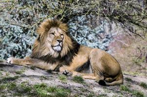 lion resting in nature photo