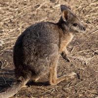 red kangaroo in zoo photo