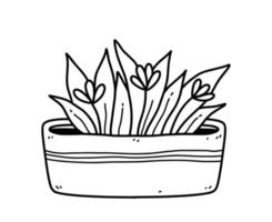 Cute houseplant with flowers in a pot isolated on white background. Vector hand-drawn illustration in doodle style. Perfect for cards, decorations, logo.