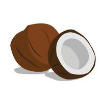 coconut fruit vector
