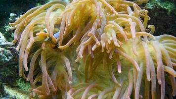 anemon mjuka koraller och clownfiskar simmar i saltvattensakvarium. bilder av amphiprioninae, ocellarisfiskar inbäddade i magnifika havsanemoner, undervattenstång. marina livsmiljöer i tank, avgrundsrev video