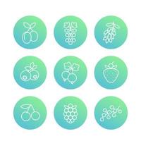 Berries line icons, raspberry, blueberry, cherry, grape, barberry, plums, strawberry, currant vector