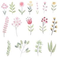 pastel watercolor botanical drawing on white background isolated vector