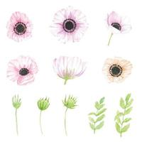 watercolor hand drawn anemone flower elements vector