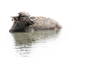 water buffalo in Southern of Thailand isolated on white background photo