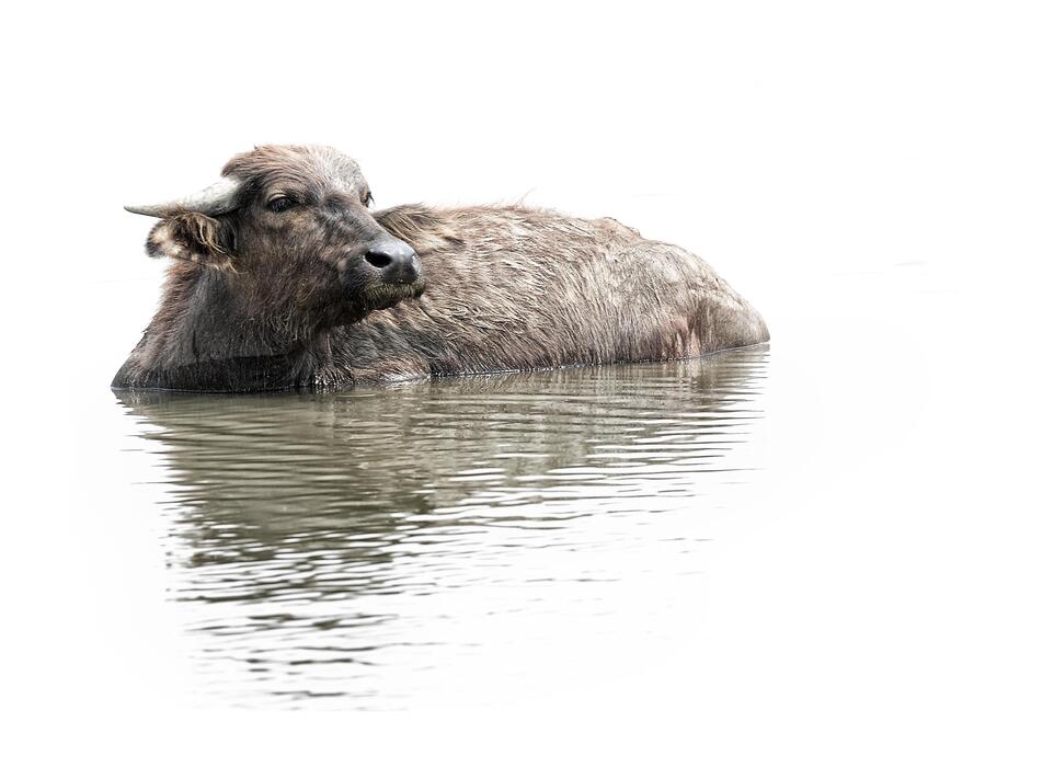 Water Buffalo Stock Photos, Images and Backgrounds for Free Download