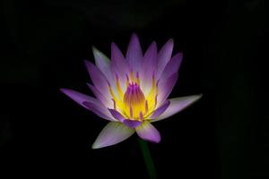 The blooming beautiful lotus purple petal yellow pollen flower isolated on black background photo