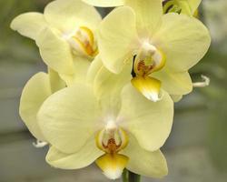 Closeup of pretty yellow moth orchid flowers photo