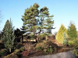 Pine tree and conifers in a garden with a blue sky