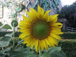 sunflower flower flora photo freedownload