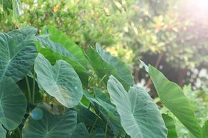 Elephant ear leaves for background, Tropical green banana taro leaf, Leaf texture background.Natural background and wallpaper. photo