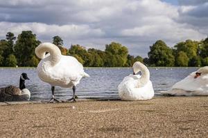 Mute swans grooming its feathers alongside pond on sand beside lake photo