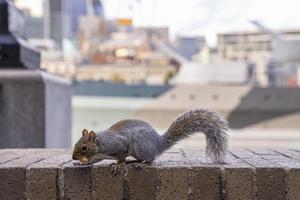 Cute little squirrel gnaws nut while perching on surrounding wall photo