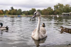 Beautiful white swan floating on lake water in city park against cloudy sky photo