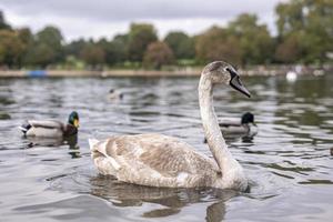 Beautiful white swan with black bill floating on lake water in city park photo