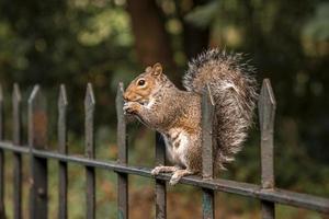 Cute little squirrel gnaws food while sitting on spikes fence in park photo