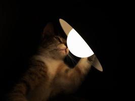 Cat playing with lamp in the dark. photo