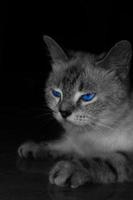 Black and white photo of an angry gray cat with blue eyes.