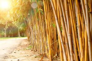 bosque de bambú y luz del sol por la mañana. fondo de agricultura de planta de naturaleza abstracta.