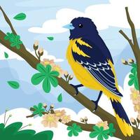 pájaro de primavera oropéndola de baltimore vector