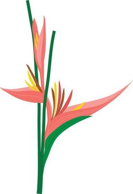 Orange Strelitzia reginae. Red Heliconia bihai. Vector illustration. Floral botanical flower. Wild leaf wildflower isolated. Exotic tropical hawaiian jungle. Isolated illustration element.