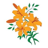 Beautiful orange lily flowers isolated on white background. vector