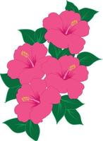 Hibiscus flower pink color,Tropical flower isolated on white background vector