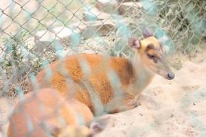 The beautiful deer in the zoo cage. photo