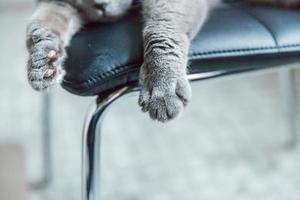gato británico acostado en una silla moderna negra interior en casa, las patas se cierran en el foco foto