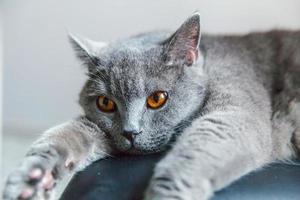 British cat lying on black modern chair indoor at home photo