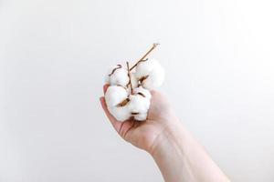 Woman hand holding dried white cotton flower isolated on white background. Fabric cloth softness natural organic farm allergy concept. photo