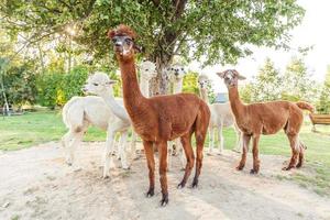 Cute alpaca with funny face relaxing on ranch in summer day. Domestic alpacas grazing on pasture in natural eco farm countryside background. Animal care and ecological farming concept photo