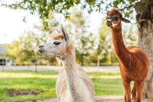 Cute alpaca with funny face relaxing on ranch in summer day. Domestic alpacas grazing on pasture in natural eco farm countryside background. Animal care and ecological farming concept photo