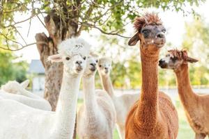 Cute alpaca with funny face relaxing on ranch in summer day. Domestic alpacas grazing on pasture in natural eco farm countryside background. Animal care and ecological farming concept photo