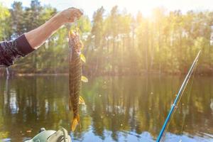 Fisherman hand with fish pike against background of beautiful nature and lake or river photo