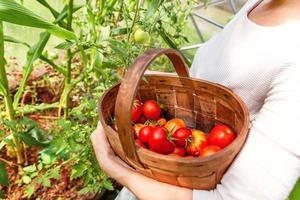 Woman farm worker hands with basket picking fresh ripe organic tomatoes photo